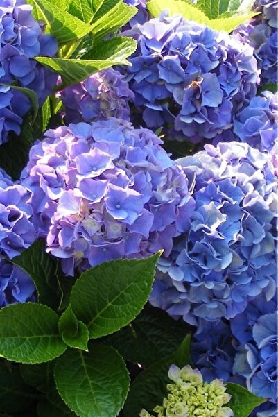 Mimoza Mavi Ortanca Çiçeği Fidanı 10-20 cm