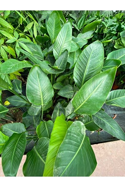 Mimoza Starliçe Cennet Kuşu Strelitzia Nicolai 60-90 Cm