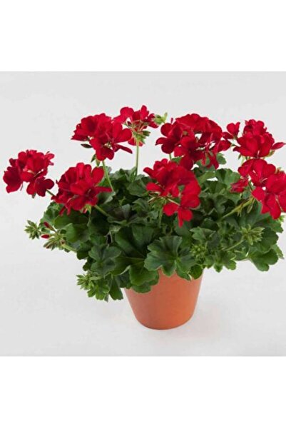 Mimoza Nar Kırmızı Sardunya Çiçeği Fidesi 10-20 cm