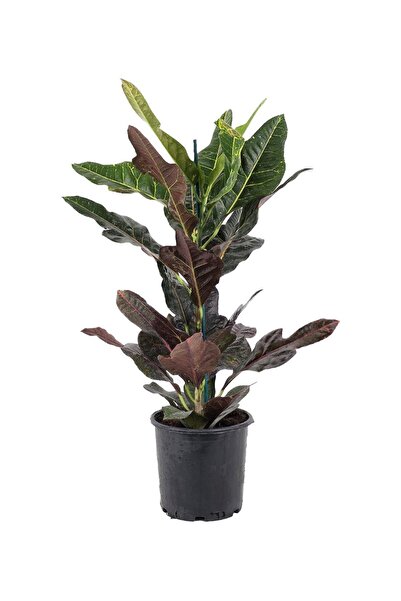 gardenkoala Croton Excellent – Kroton Bitkisi 17 cm Saksı