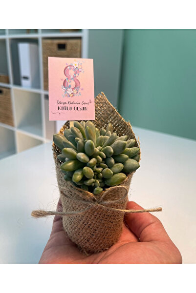 E&F BLOOMERY FLOWERS Hasır Süsleme Hediyelik Sukulent 5 adet