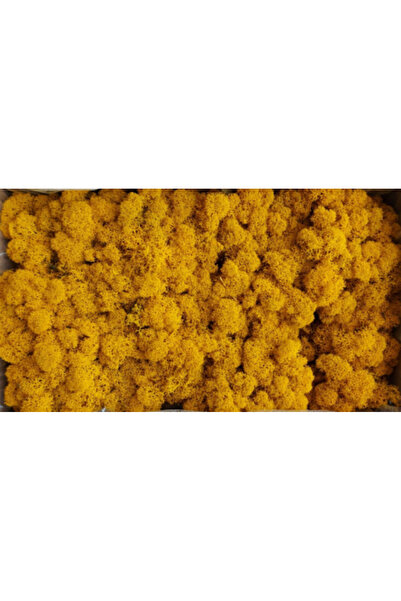 FantezieCuLicheni Licheni naturali stabilizați, 250gr, fall yellow