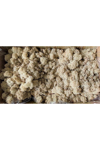 FantezieCuLicheni Stabilized natural lichens, 250gr, natural