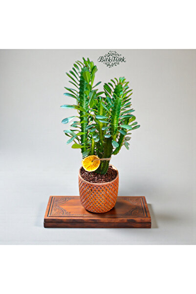 BitkiTÜRK Beton Saksıda İthal Afrika Süt Ağacı 40-50cm