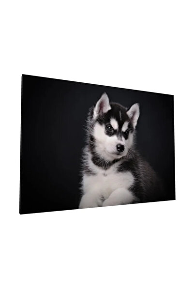 PozaTablou Pictură pe pânză: Portret de cățeluș Husky pe fundal negru 40x30 cm