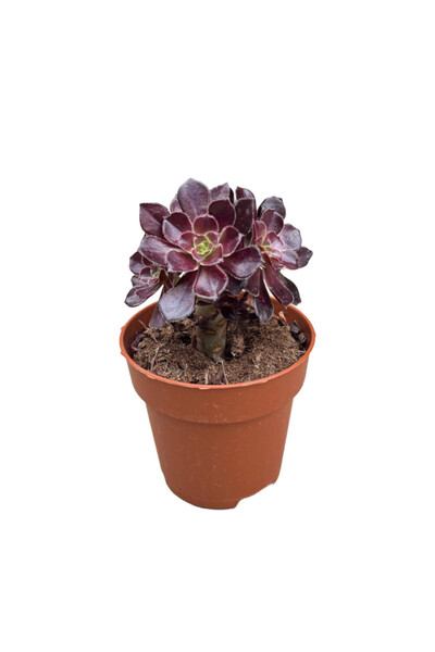 Betonish Aeonium Arboreum 'Schwarz Kopf' (Sukulent)