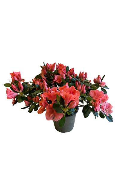 Betonish Rhododendron Indicum 'Salmon' (Açelya Çiçeği)