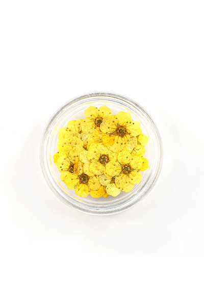 Choice 20 قطعة/صندوق من زهور النرجس المجففة المضغوطة من زهور البرقوق الصفراء ...