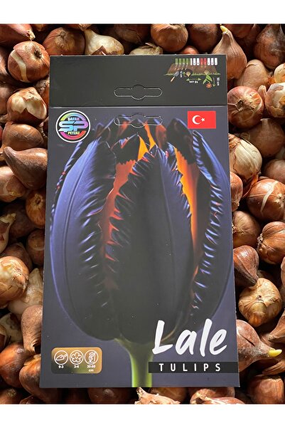 ŞAFAK PEYZAJ TOHUMCULUK Lale Çiçeği Soğanı Hollanda İthal Lale 10 Adet