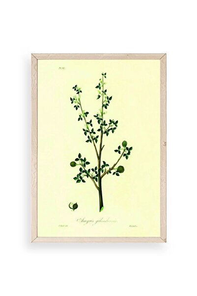 CT STONES Leaves Wooden Framed Painting