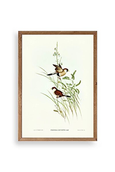 CT STONES Birds Wooden Framed Painting