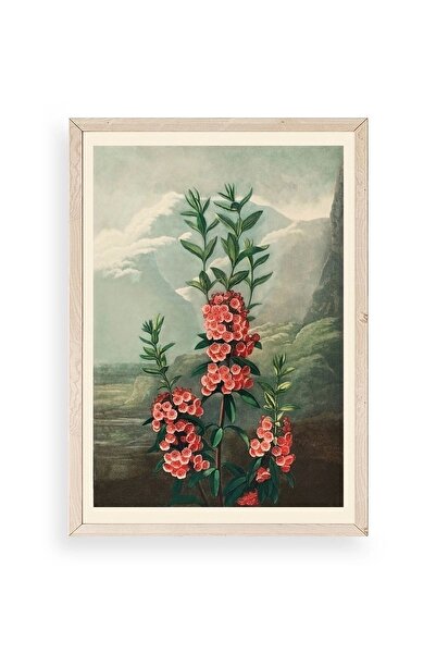 CT STONES Narrow-Leaved Kalmia Wooden Framed Painting