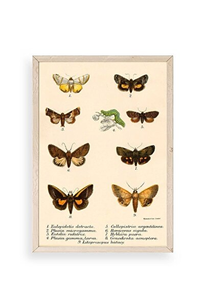 Twin Store Butterflies Wooden Framed Painting