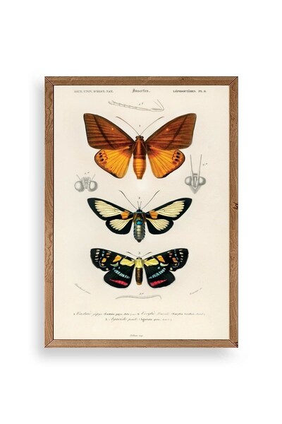 Twin Store لوحة الفراشات بإطار خشبي