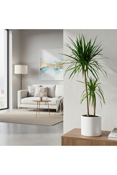 Green Madagaskar Dragon Ağacı 2 Gövdeli Draçena - Dracena Marginata