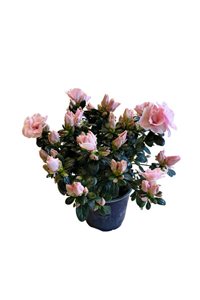 Betonish Rhododendron Indicum 'Pinkish' (Açelya Çiçeği)