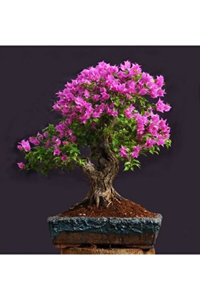 prestijiseed Ekim Seti Bonsai Begonvil Ağacı Tohumu 5 Adet Tohum Saksı Toprak