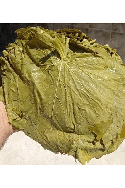 selvi yaprak sarma Salamura Yaprak 10 lt (Süzme ağırlık Net :6 kg)