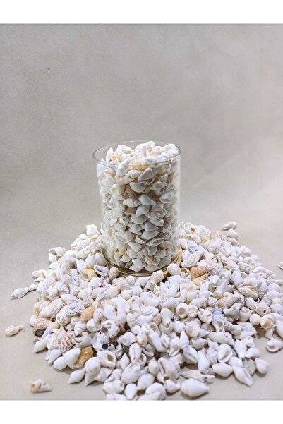 Royall Craft 100 gr Natural Minik Deniz Kabuğu – Karışık Nassa Shell | Dekor,...