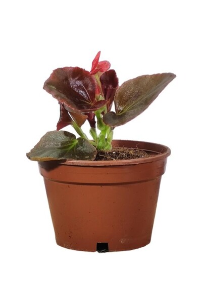 Mimoza Begonya Fidanı Şeker Kırmızı (Begonia Xsemperflorens) 10-20 cm