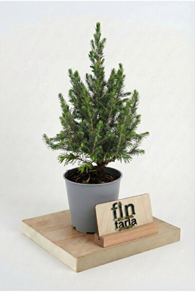 Fintarla Mini Picea Glauca Canlı Yılbaşı Ağacı 20-30 cm (Masa Boyu)