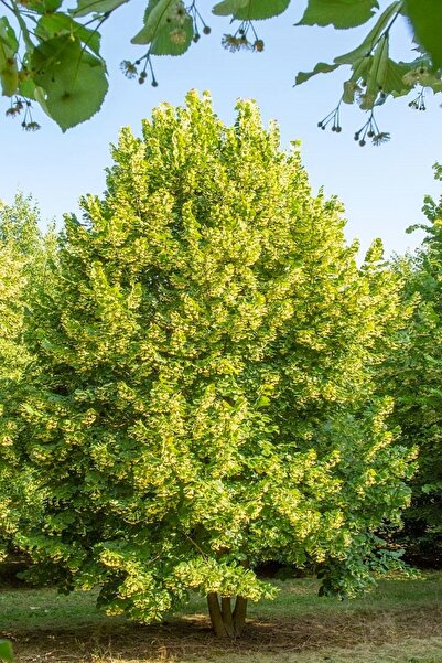Tunç Botanik IHLAMUR AĞACI FİDANI 5 ADET 50-100 cm (Tilia Tomentosa) 2-3 YAŞ