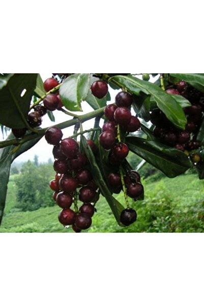ÇANKIRI BOTANİK TÜPLÜ LAZ KİRAZI-KARAYEMİŞ-TAFLAN FİDANI 150-170 CM