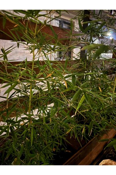 FİDE Bambu Fidanı Phyllostachys Aureos 170-200cm
