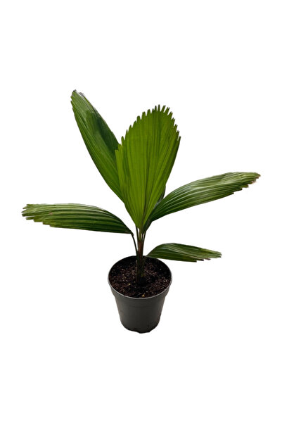 Betonish Licuala Grandis (Yelpaze Palmiyesi)