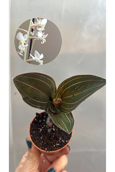 nazlı çiçekçilik Mücevher Orkide Fidesi 5,5lik Saksıda Ludisia discolor