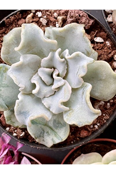 Sukulent Echeveria Crispate Beauty - İthal Koleksiyonluk Çiçek Açan Özel Tür ...