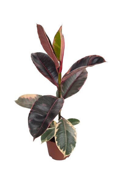 gardenkoala Kauçuk Bitkisi – Ficus elastica ‘Belize' – 12 cm Saksı