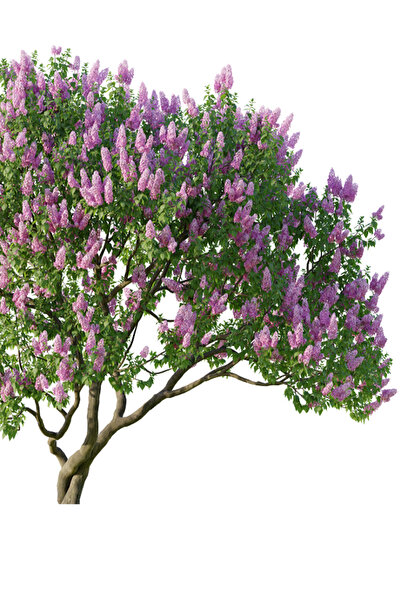 Ekodoğa Leylak Tohumu 10 adet Leylak Ağacı Tohumu Karışık Renkli