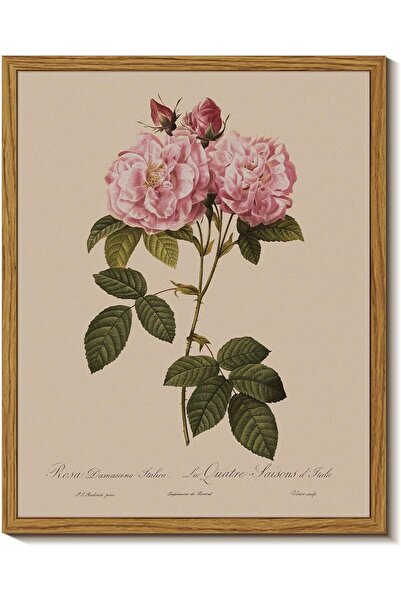 ALAYRA International Poster