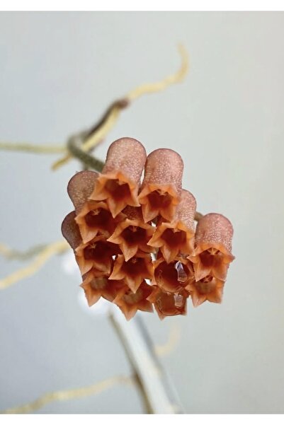 SİMAN BOTANİK Hoya Sp Mamasa Mum Çiçeği