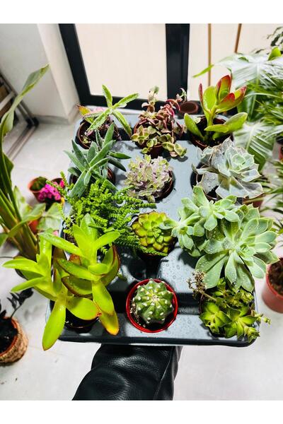 Green Kaktüs & Sukulent Dolgun Formda