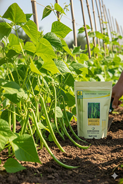 YÜKSEL TOHUM ŞEKERPARE Agromoon Sekerpare Sırık Fasulye Tohumu 1 kg | Yüksek ...