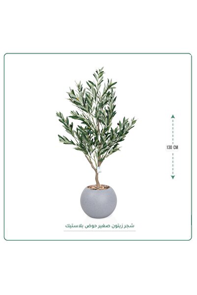 CENTRHOME An olive tree 130 cm tall in a round pot