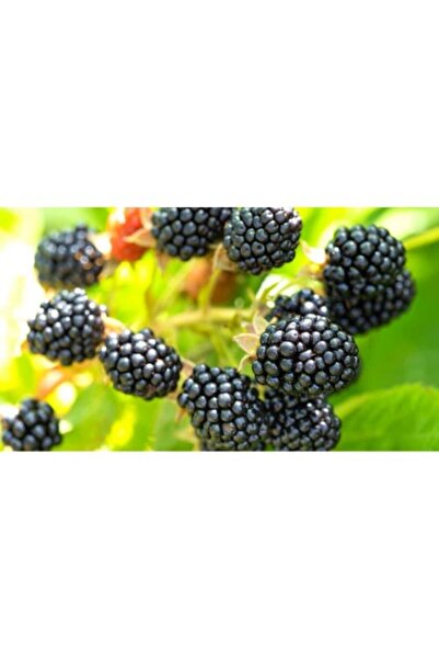 Fidan & Peyzaj - Dikensiz-İri Böğürtlen Fidanı (1 Yaş / Açık Kök)