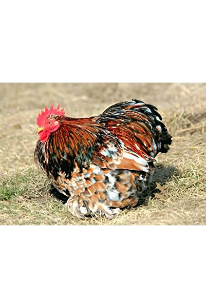 KARACAN SÜS TAVUKLARI VE YUMURTA 12 ADET PORSELEN CÜCE KOŞİN(PORCELAİN BANTHA...