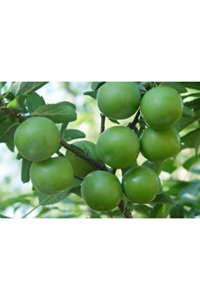 FidanDiyarı Tüplü Ağustos-geçci Gölcük Papazı Erik Fidanı