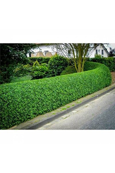 FidanDiyarı Kurtbağrı Fidanı Ligustrum Vulgare