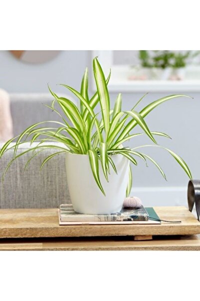 Bitkim Sende Kurdele Çiçeği Dekoratif Saksılı