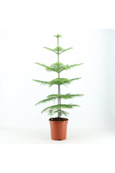 Peyzaj Burada Online Bahçe Market Araucaria Heterophylla - Arokarya Salon Çam...