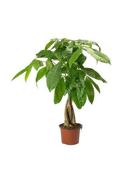 Peyzaj Burada Online Bahçe Market Pachira Aquatica - Küçük Boy Para Ağacı Örg...