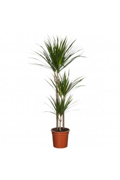Peyzaj Burada Online Bahçe Market Iç Mekan Bitkileri Dracaena Marginata Bicol...