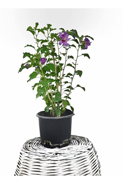 Fidanvar Hatmi (gül Hatmi Çiçeği) Hibiscus Syriacus