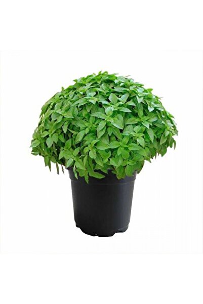 Floramut Haşere Kovucu Top Fesleğen Tohumu-100 Tohum