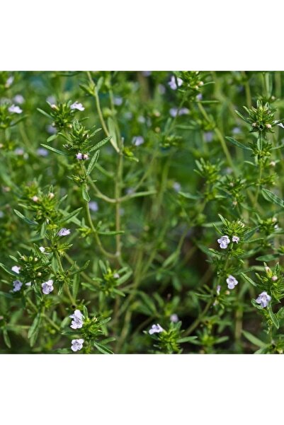 Floramut Zahter Mercan Köşk Kekik Tohumu-100 Tohum