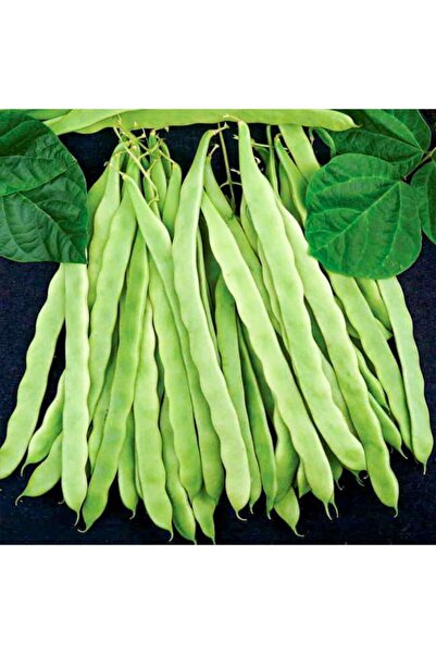 Floramut Sırık Verimli Helda Fasulye Tohumu-50 Gram